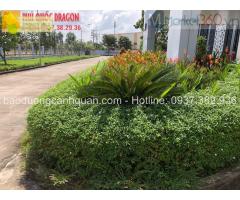 Dịch vụ Chăm sóc cây xanh bảo dưỡng sân vườn ở Đồng Nai