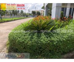 Dịch vụ vệ sinh sân vườn, bảo dưỡng cây xanh nhà máy Đồng Nai
