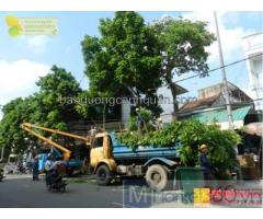 Dịch vụ cắt tỉa cây xanh tỉa cành mùa mưa ở Đồng Nai, HCM