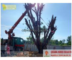 Dịch vụ chặt cây, hạ tàn mùa mưa bão uy tín ở Đồng Nai, HCM