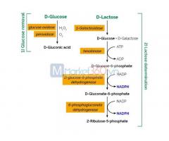 Bộ phân tích Lactose (K-LOLAC)