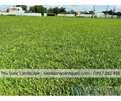 Bán C.ỏ lá gừng, c.ỏ trồng thảm sân vườn ở HCM, Đồng Nai, BRVT