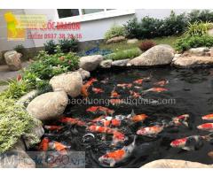 Thiết kế và thi công vườn cá Koi đẹp hiện đại ở HCM, Đồng Nai