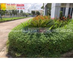 Dịch vụ cây xanh, bảo dưỡng sân vườn ở Đồng Nai, HCM
