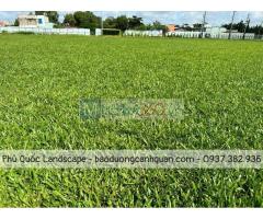 Cung cấp và trồng c.ỏ nhung nhật, cỏ sân vận động ở Đồng Nai Vũng Tàu
