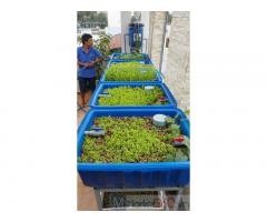 Hệ thống trồng rau nuôi cá sạch aquaponics 4 khay to chất lượng cao giá rẻ