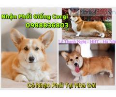 Nhận phối giống Corgi thuần chủng .