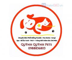 Chuyên Phối giống Corgi chân ngắn