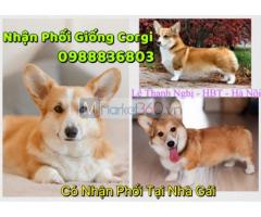 Chuyên Phối giống Corgi chân ngắn